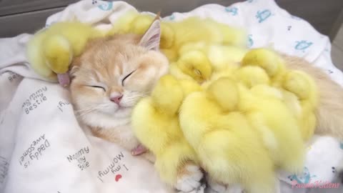Ducklings Mother Kitten!!