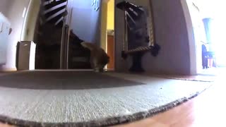 The Apartment Lion killing a wild tennis ball in slow motion