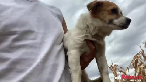 Rescue of homeless brave dog just before a thunderstorm