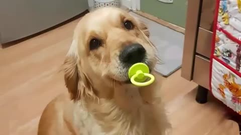 Funny DOGS and CATS videos