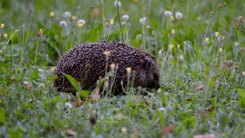 hedgehog eating1