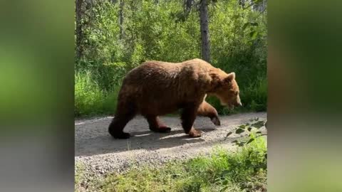 Insanely close call with massive Alaskan brown bear