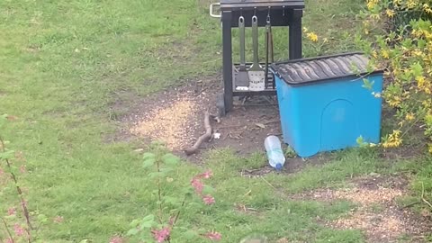 Squirrel and Crow Get Rowdy in the Garden