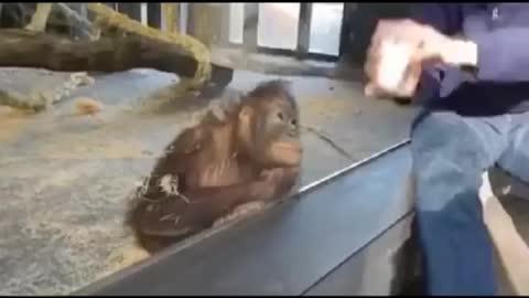 Monkey can understand you