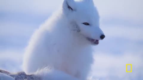 Arctic Fox Love Story _ Incredible Animal Journeys _ National Geog