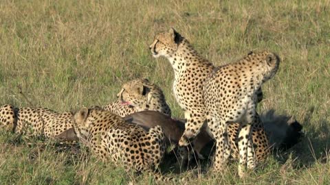 A cheetah stalking prey