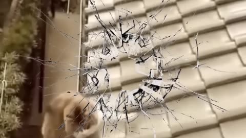 😂Funniest Cats and Dogs! 😍Best Animal Videos! 🤣#shorts #viral #comedy #cat #dog 🤩