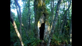 Hollow tree -Ontto puu Mankissa_(1080p)