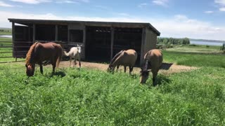 Horses Grazing in our Pasture