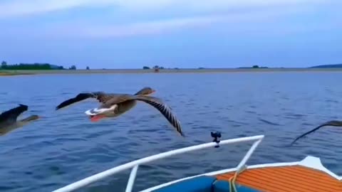 ducks fly on my boat and are very tame