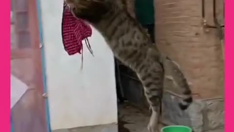Amazing videos of cat