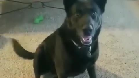 Dog Gets ANGRY When Told His Owner Voted for Biden