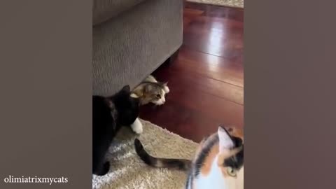 Funniest Cats And Dogs Videos