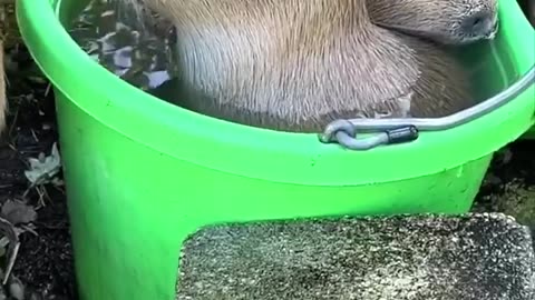 The Friendliest Creature on Earth_ Capybara_(720P_HD)