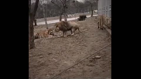 animal tiger vs lion