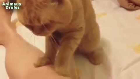 a cat doing the massage it's very cool