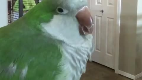 My parrot -BEEP