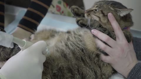 Angry cat having an ultrasound scan in vet office close up