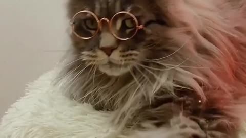 Cat Wearing Spectacles with Cute Smile