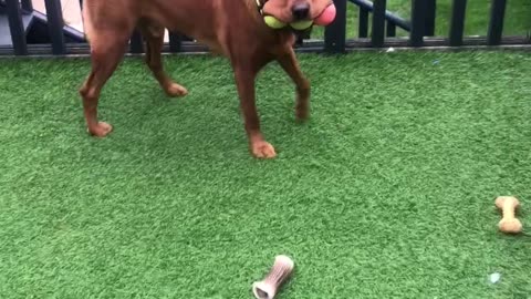 Dog Carries Three Tennis Balls in His Mouth