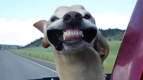 Funny Dogs Guaranteed to Raise Your Smile