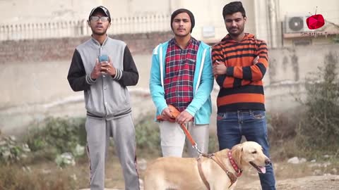 Real Dog Bark Prank @Smarties Prank TV