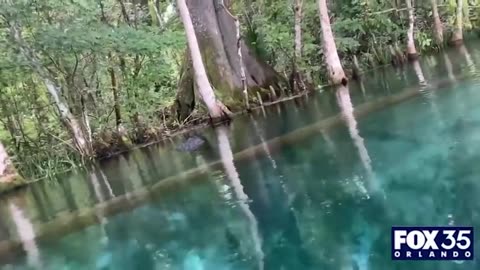 Alligator swims toward woman, tries to bite paddleboard at Central Florida park