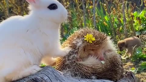 How cute it is for rabbits to eat dandelions