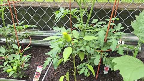 Hungarian Wax Pepper in my Raised Garden Bed