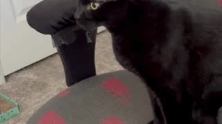 Adopting a Cat from a Shelter Vlog - Cute Precious Piper is Particular About How She Sits #shorts