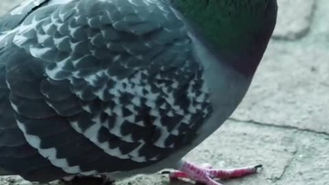 Surprising Pigeon Intelligence: Feathered Mathematicians #animals #nature #facts