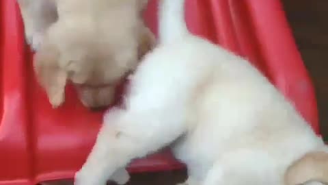 Funny animal videos|Cute animal videos |Funny dog&cat videos|Hilarious pet videos|Funny video