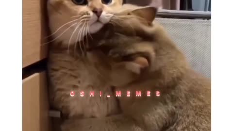 Cute cat quarrels