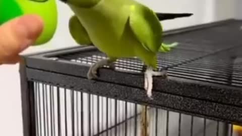 Cute Parrots ki video