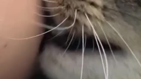 THIS is why cats bite their owners