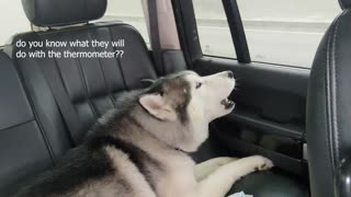 Husky reaction: when I said we were going to the vet