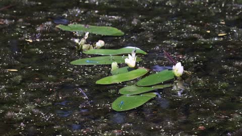 damselfly-dragonfly-pond-water