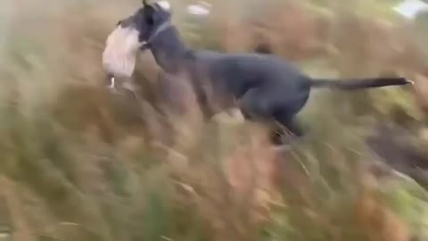 Hunting a wild rabbit with dog