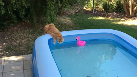 Cat drinks and keeps an eye on the flamingo
