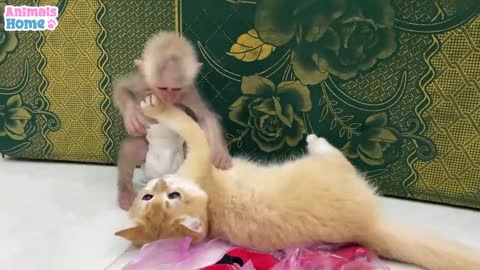 BiBi monkey teach Ody cat to play with toys | mahmud123