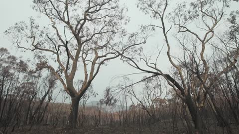 Blue Mountains of Australia: Bushfire Recovery