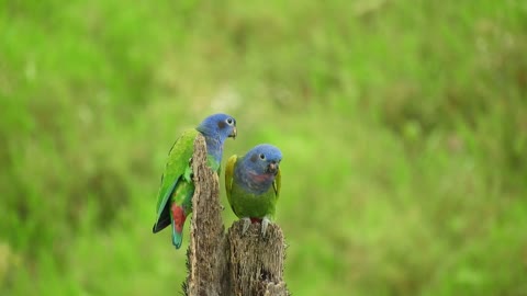 Landscape ave bird green parrot colombia