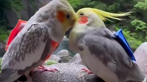 Cute little bird love