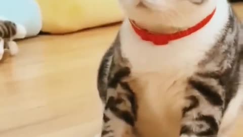 Funny cat।। Funny cat will make you laugh।।Naughty cat।।