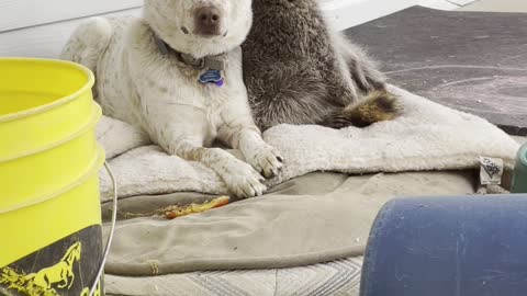 Raccoon Requires Cuddles From Dog Friend