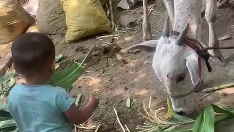 Baby Feeding to Cow