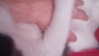 Cat Belly Rubs ASMR Shorts