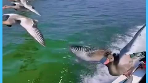 Flying birds, ducks flying along a speeding boat. So cool