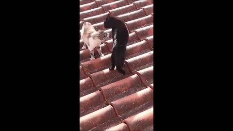 Funny Animals Video😂 - Best Dogs and Cats Video