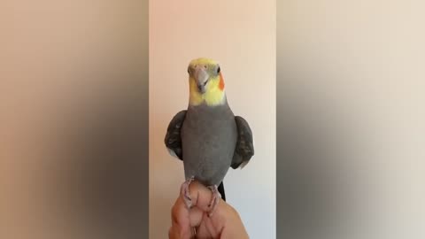 Funny and Cute Parrots